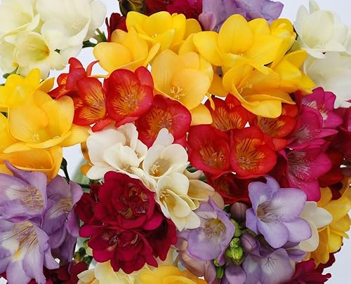 (3) Bulbos de tamaño floreciente de fresia fragantes y hermosos