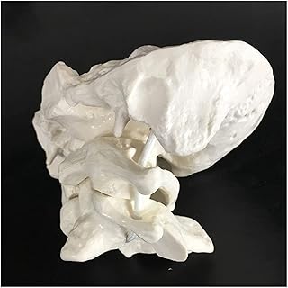 Study Model Atlas and Axis with Occipital Bone Model - Human Occipital Bone Model - PVC Material Cervical Vertebra Model for Medical Educational Training Aid (Color : A) SaiFei