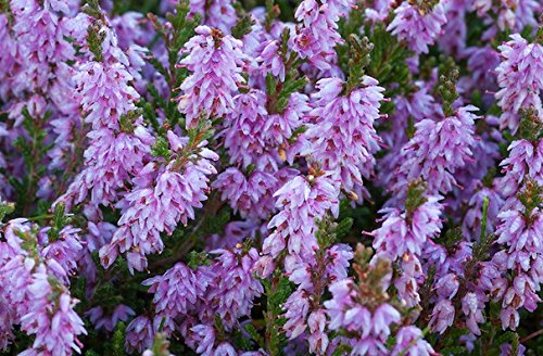 HEIRLOOM NON GMO Scotch Heather (Calluna Vulgaris) 25 seeds HEIRLOOM NON GMO Scotch Heather (Calluna Vulgaris) 25 seeds