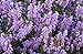 HEIRLOOM NON GMO Scotch Heather (Calluna Vulgaris) 25 seeds