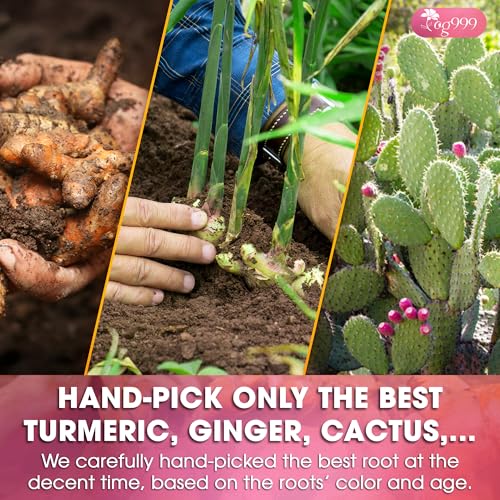 Image of TOG999, Premium Herbal Tea Blend - Blood Detox Tea with Turmeric, Ginger, Nopal Cactus, Aloe Vera, Bay Leaf, Cinnamon & Hibiscus, Loose Powder Herbal Tea, Caffeine-Free, Vegan 300g (10.5 oz)