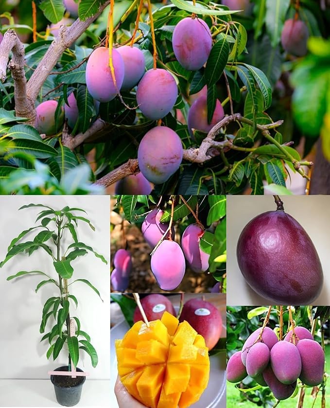 Image of All-Time 12 Months Hybrid Grafted Guti Kolom Live Fruit Plant Original & Authentic Organic Tree for Outdoor Fast-Growing Fruit Plant Home Gardens Pack Of-1 (Purple Original Miyazaki Mango, medium)