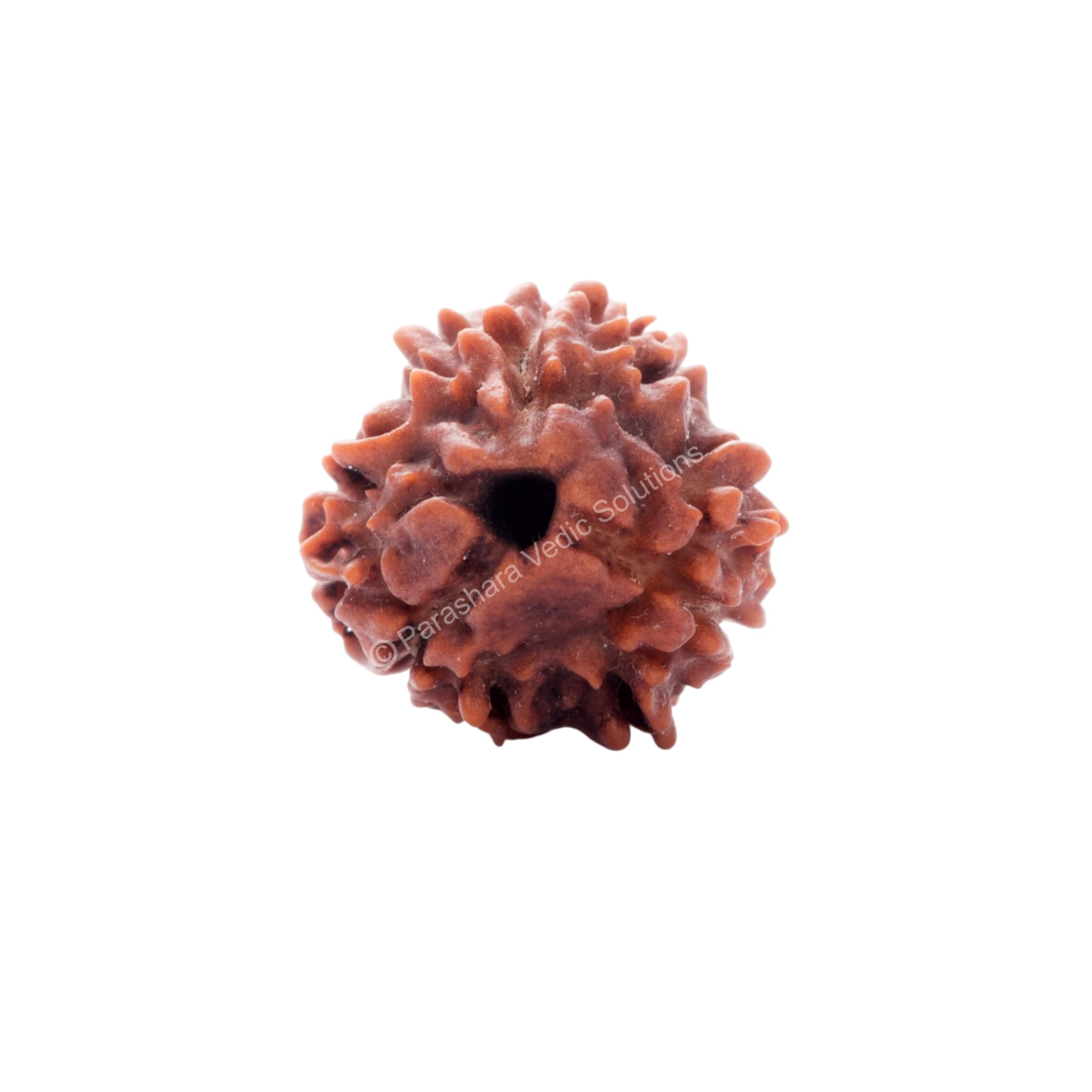 ARKAM Three Mukhi Rudraksha Certified/Original Nepali 3 Mukhi Rudraksh/Natural 3 faced Rudraksha (Brown) with Certificate and Puja Instructions