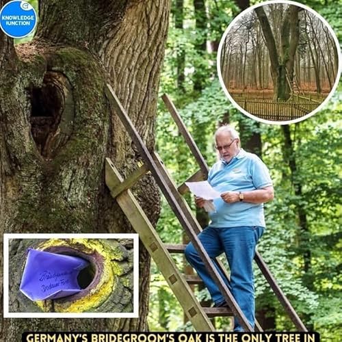 || प्रेम का पेड़ || Bridegroom's Oak