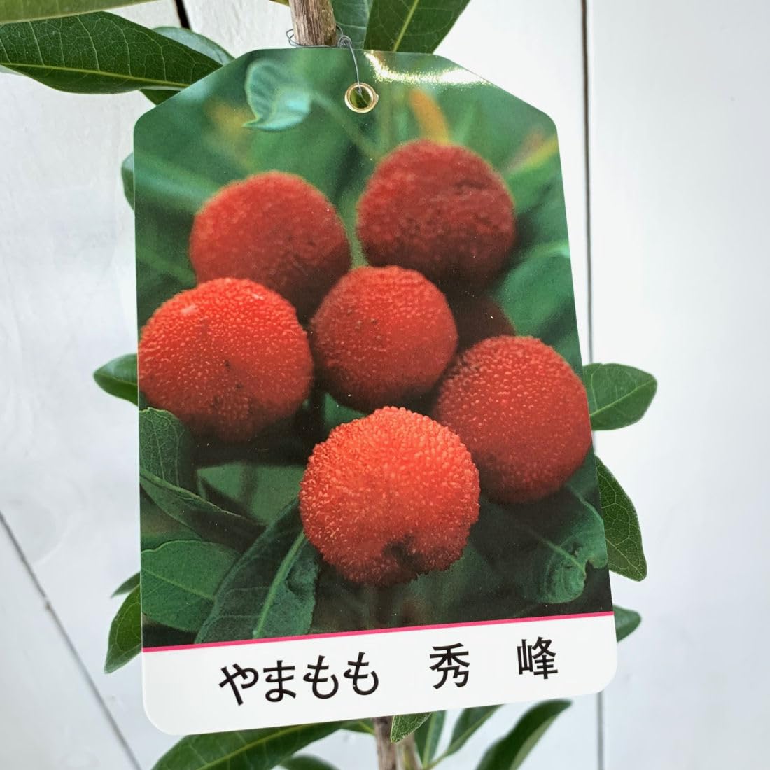 小雨さま専用やまもも Amazon | 山桃 苗木 秀峰 (メス) 12cmポット苗 しゅうほう やまもも 苗