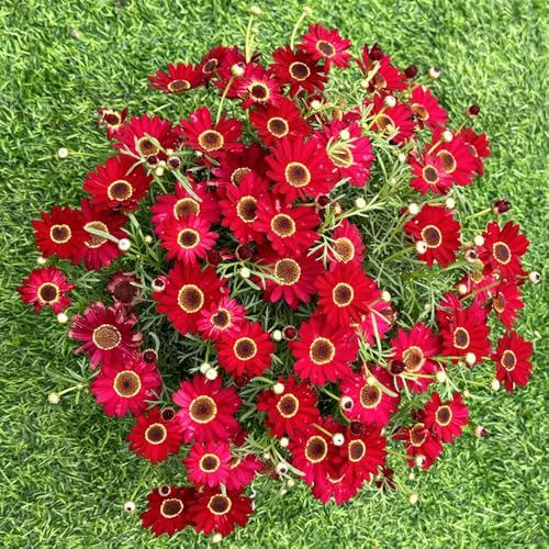 Semillas de margarita perenne-semillas de prados de,de jardín maceta,crecimiento rápido prado de,decoración de jardín 350pcs