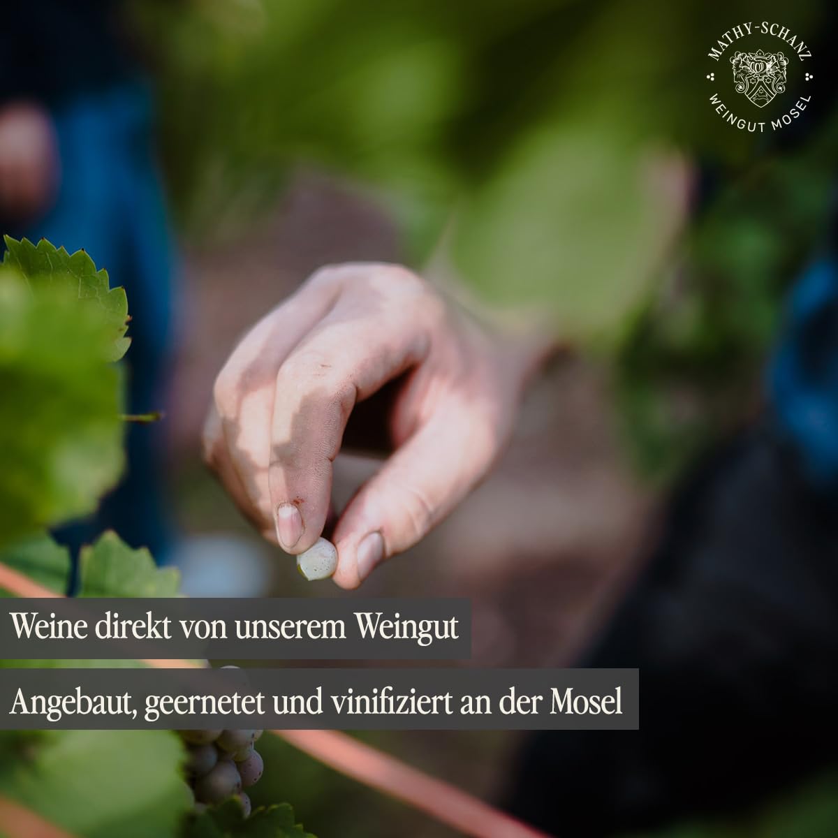 Weingut Mathy-Schanz - Riesling Edelsüß Harmonie | Wein von der Mosel (12 Flaschen (12 x 0,75l))