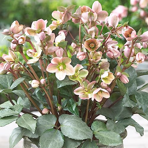 Helleborus Angel Glow - Christmas Rose Plant, Ground Cover Plants Evergreen Hellebores Plants Garden Ready, Outdoor Plant Shade Lovers Hardy Perennial Garden Ready (3 Litre Pot, 20-30cm)