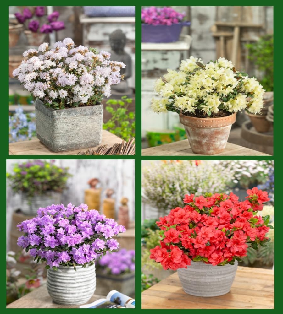 3 Mixed Dwarf Rhododendron SHRUBS Flowers