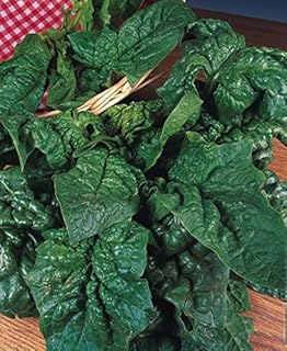 JustSeed - Organic - Vegetable - Spinach Giant Winter - 100 Seeds - Economy Pack
