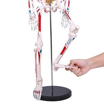 Amazon.co.jp: 【理学療法士監修】人体骨格模型 高精度1/2人体