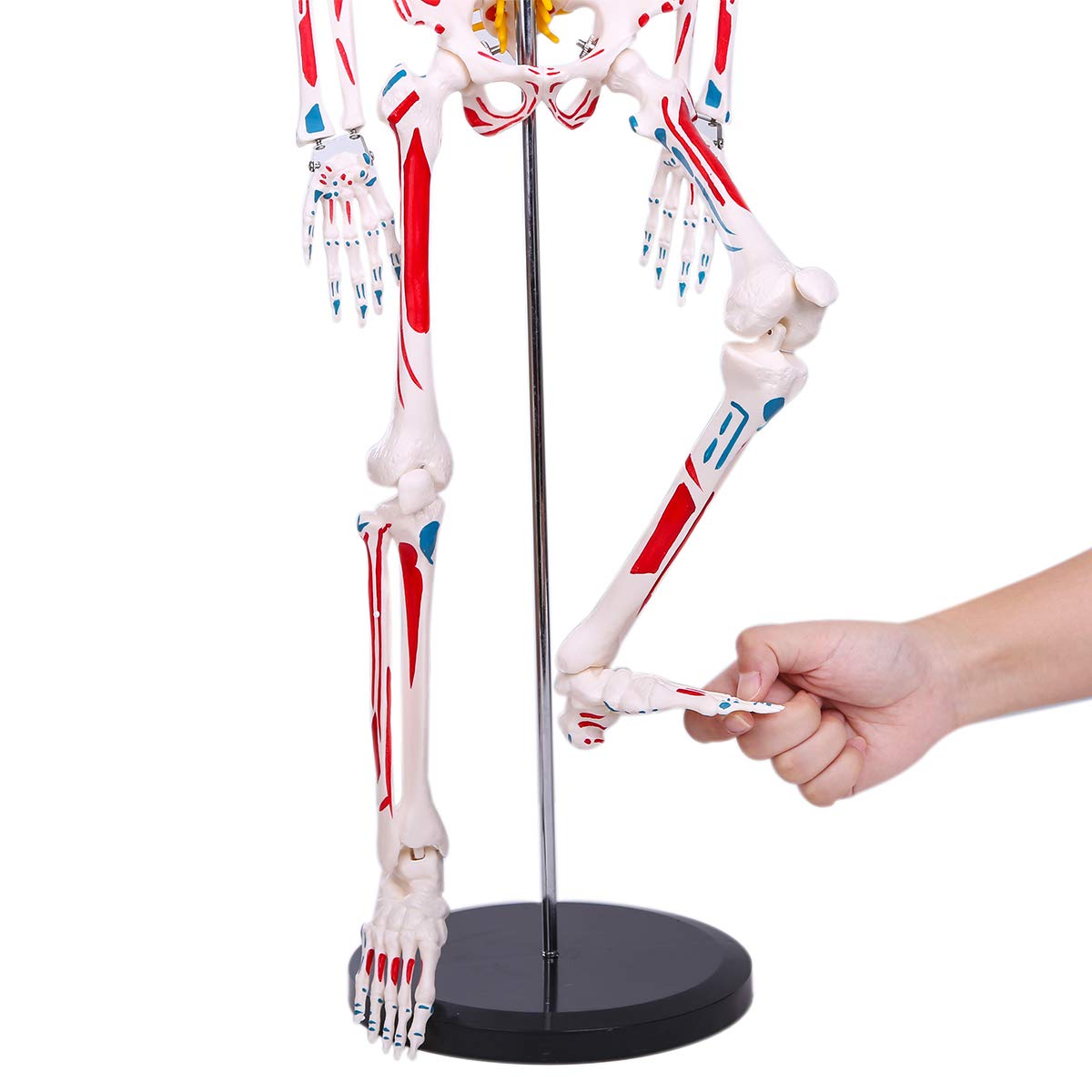 1/2 可動式人体模型 約85cm Amazon.co.jp: 全身 人体 1/2 骨格模型 高さ85cm XINCHENG