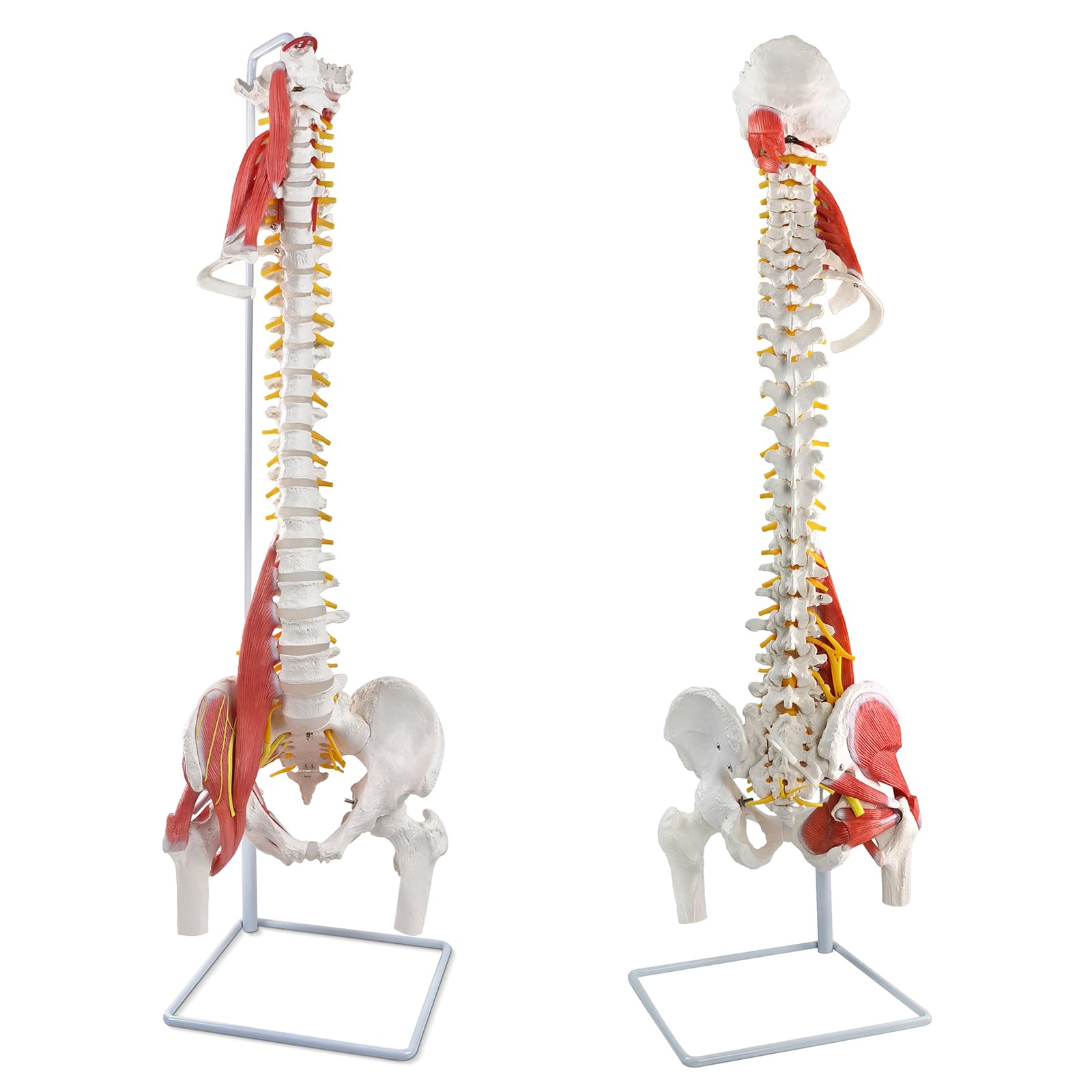 Amazon.co.jp: EVOTECH SCIENTIFIC 柔軟型人体脊柱モデル 85cm 男性