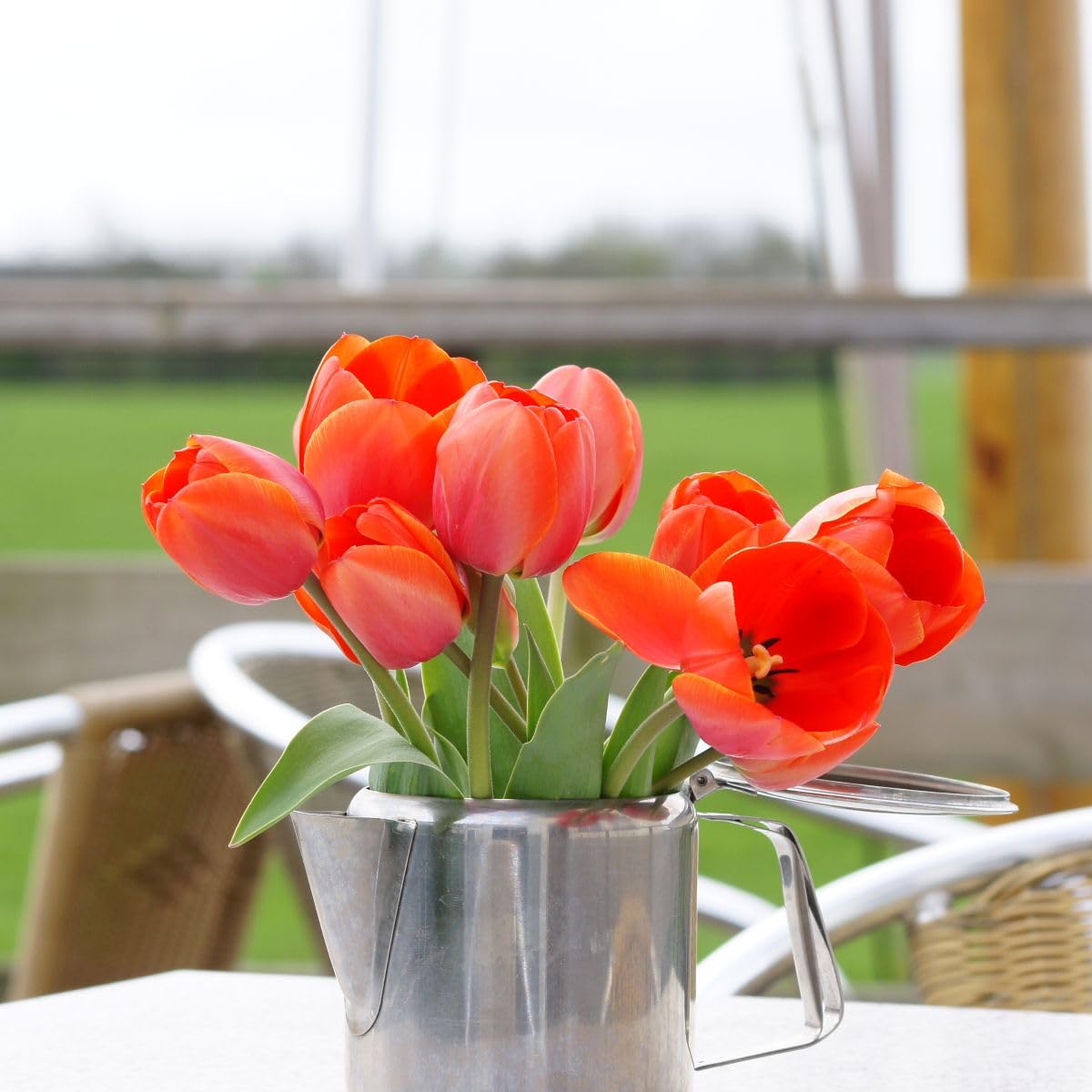 Tulipa Ad Rem - BIO 50 Tulpenzwiebeln aus Holland