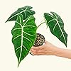 Product Photo 4