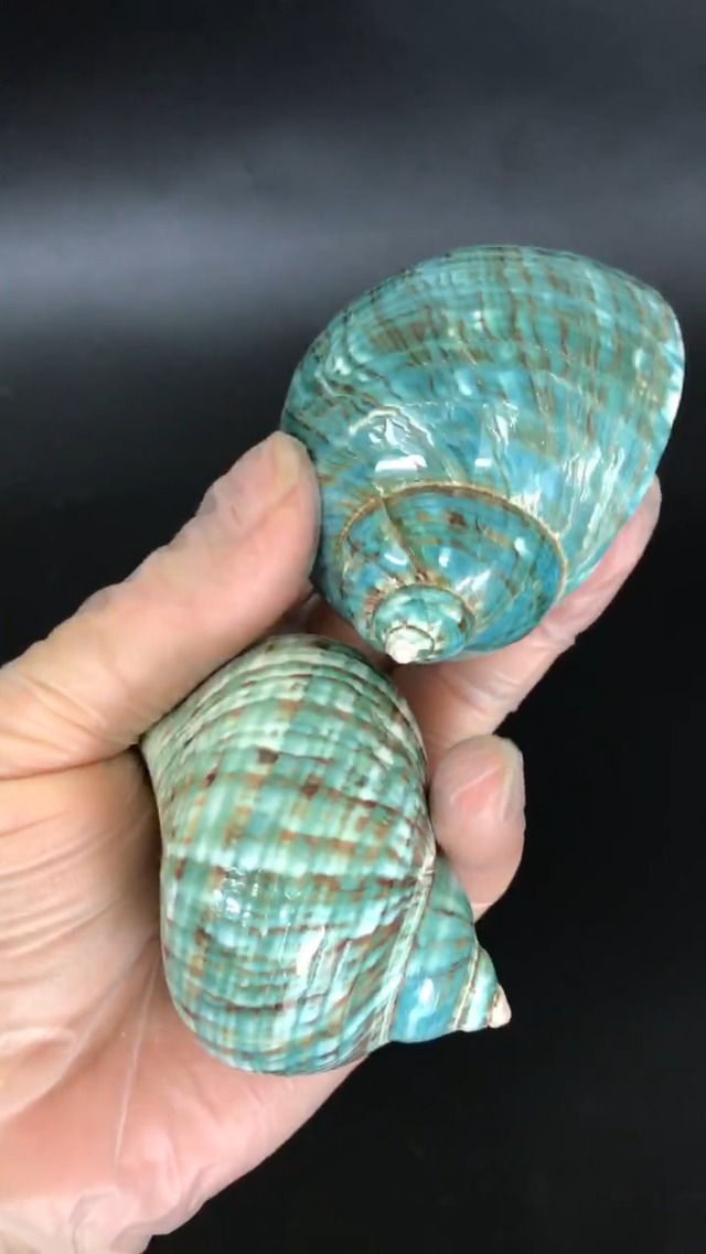 seashell　4枚 Giant 22