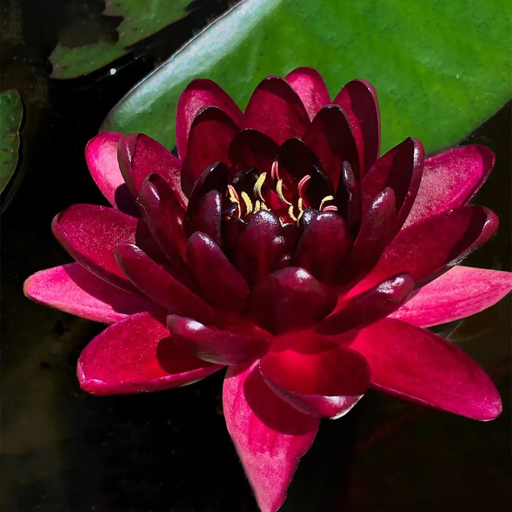 BLACK PRINCESS WATER LILY Live Plant, Dark Red Aquatic Flower with Yellow Center, Hybrid Variety by Slocum (1995), Outdoor Pond or Container Plant, Sun-Loving and Easy to Grow Hardy Lily