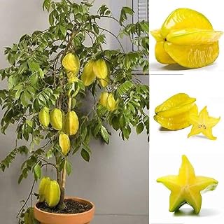 Potato001 50Pcs Thai Star Fruit Seeds Juicy Carambola Exotic Tree Seed High Germination