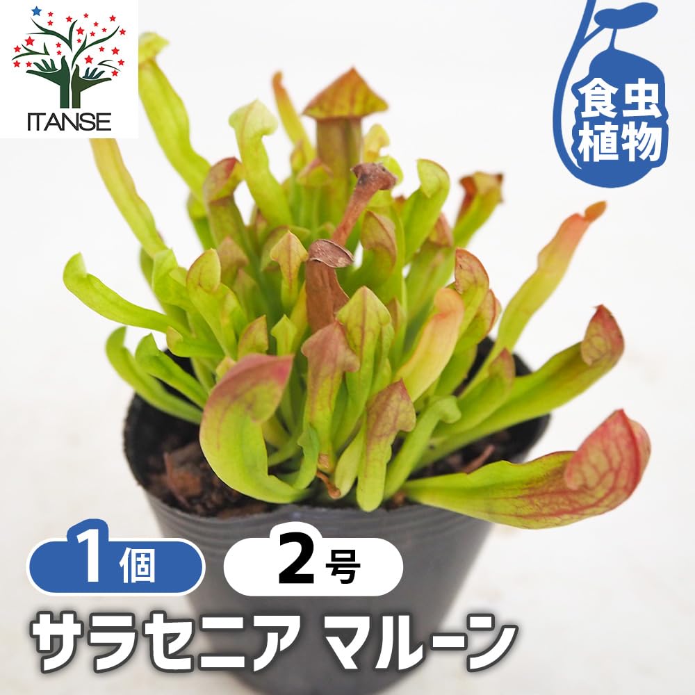 Amazon.co.jp: ITANSE サラセニア マルーン 2号 1個売り 食虫