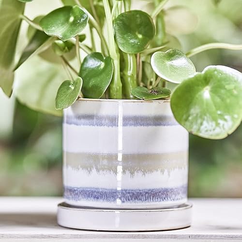 Miniatura 12 de CHIVE Macetas de cerámica para suculentas 'Minute', macetas de 5 pulgadas para cactus y flores de interior con drenaje y platillo desmontable, verde