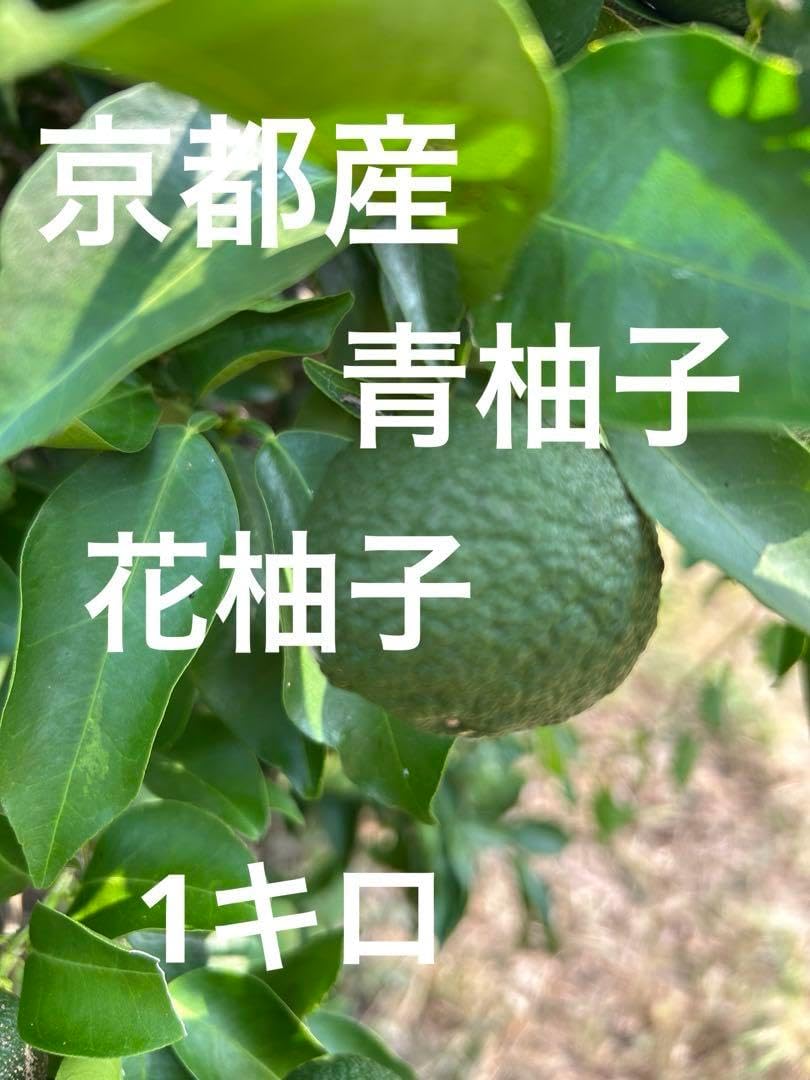採れたて　京都産　小振り　青柚子　花柚子　農薬不使用　10キロ 採れたて 京都産 小振り 青柚子 花柚子 農薬不使用 10キロ 採れ