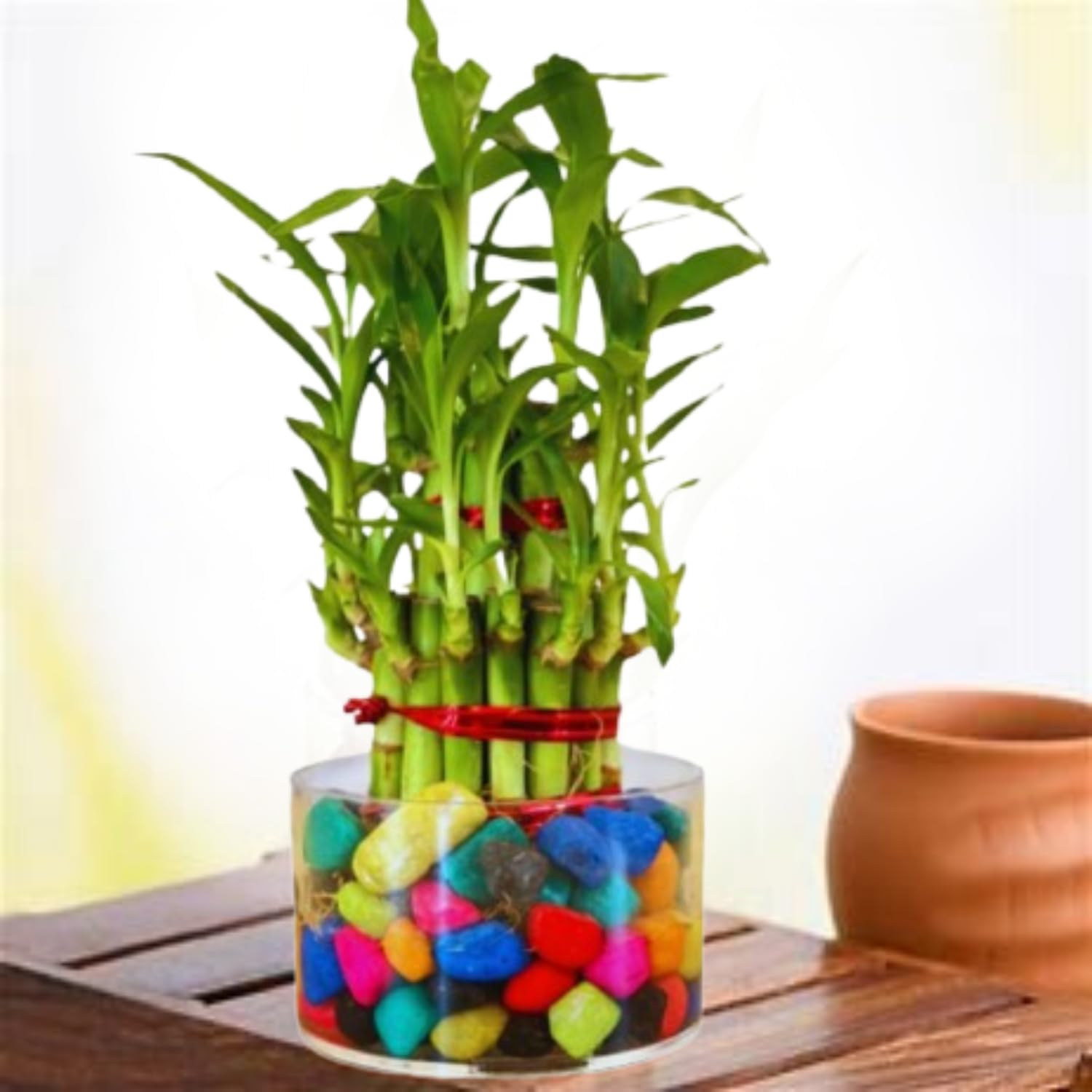 Phulwa 3 Layer Bamboo Plant in Cylindrical Glass Vase with Multicolor stones | Living Room Plants | Indoor Plants | Plants for Home Decor | Plants for Garden & bedroom (B0BR7PSRR9) Amazon Price History, Amazon Price Tracker