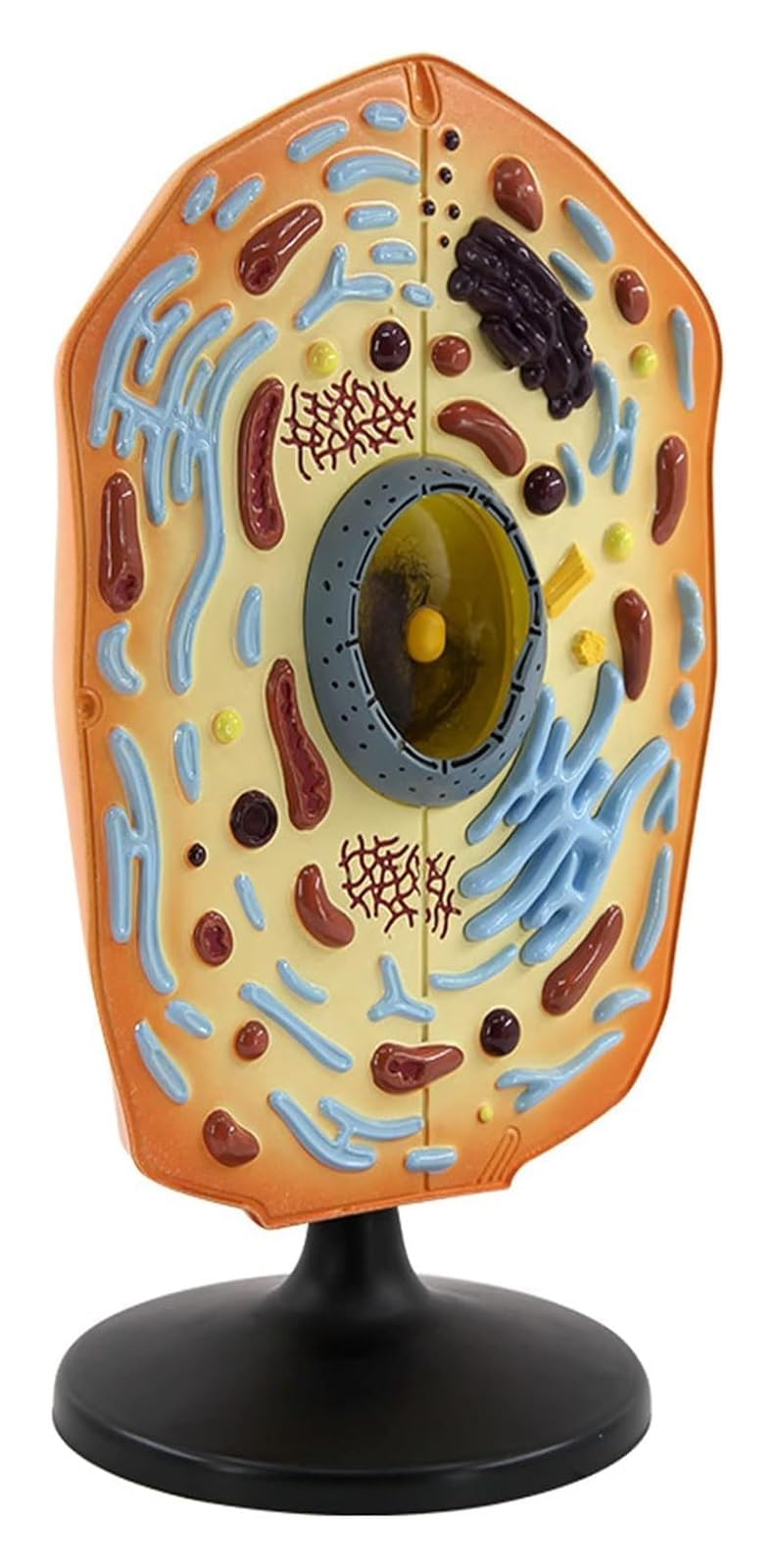 Anatomisches Tierzellmodell-Set, Biologie-Lehrausrüstung for die Oberschule