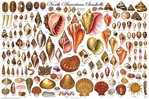 123Posters North American Seashells Educational Decorative Poster 24 x 36
