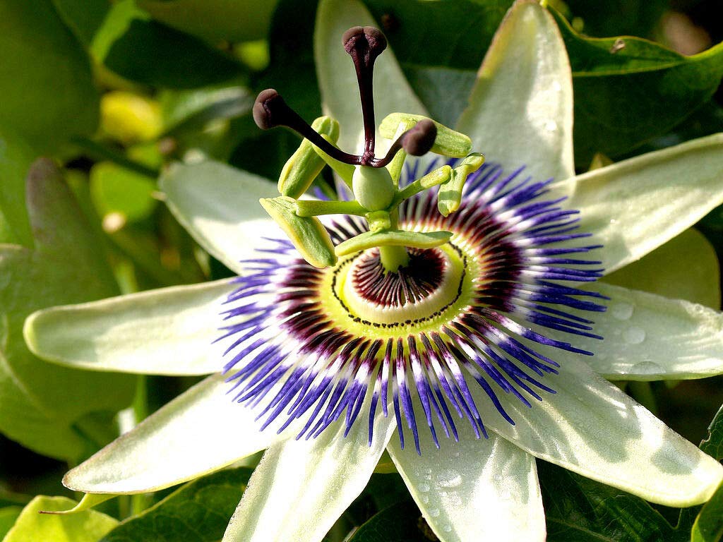 GETSO 20 Seeds Passion flower Blue/Passiflora/Plant Climbing