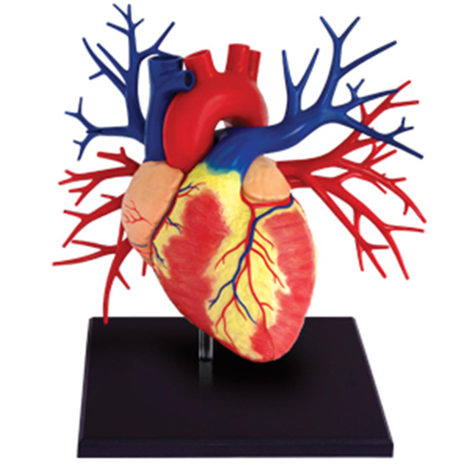 1: 1 Human Heart Models, 4D Model Study Tools for Anatomy and Physiology with 20 anatomical Structures for Science Classroom Study Afficher le modèle médical d'ensei A