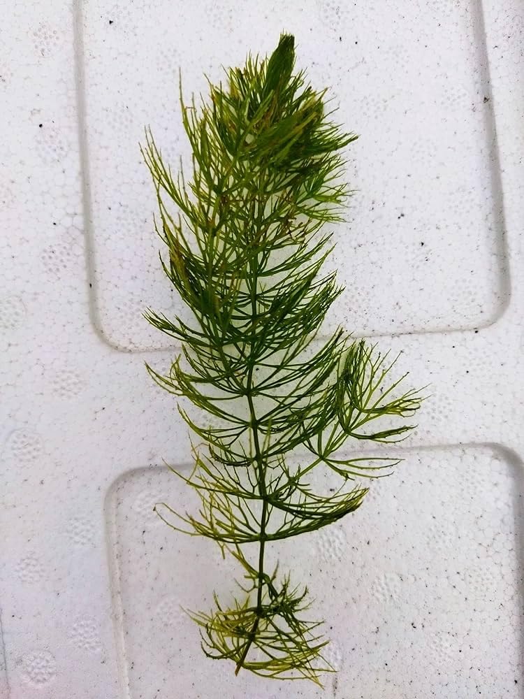 Hornwort aquarium plant live || Live aquarium plant of hornwort || 6 plants (B0CT2TQVGR) Amazon Price History, Amazon Price Tracker