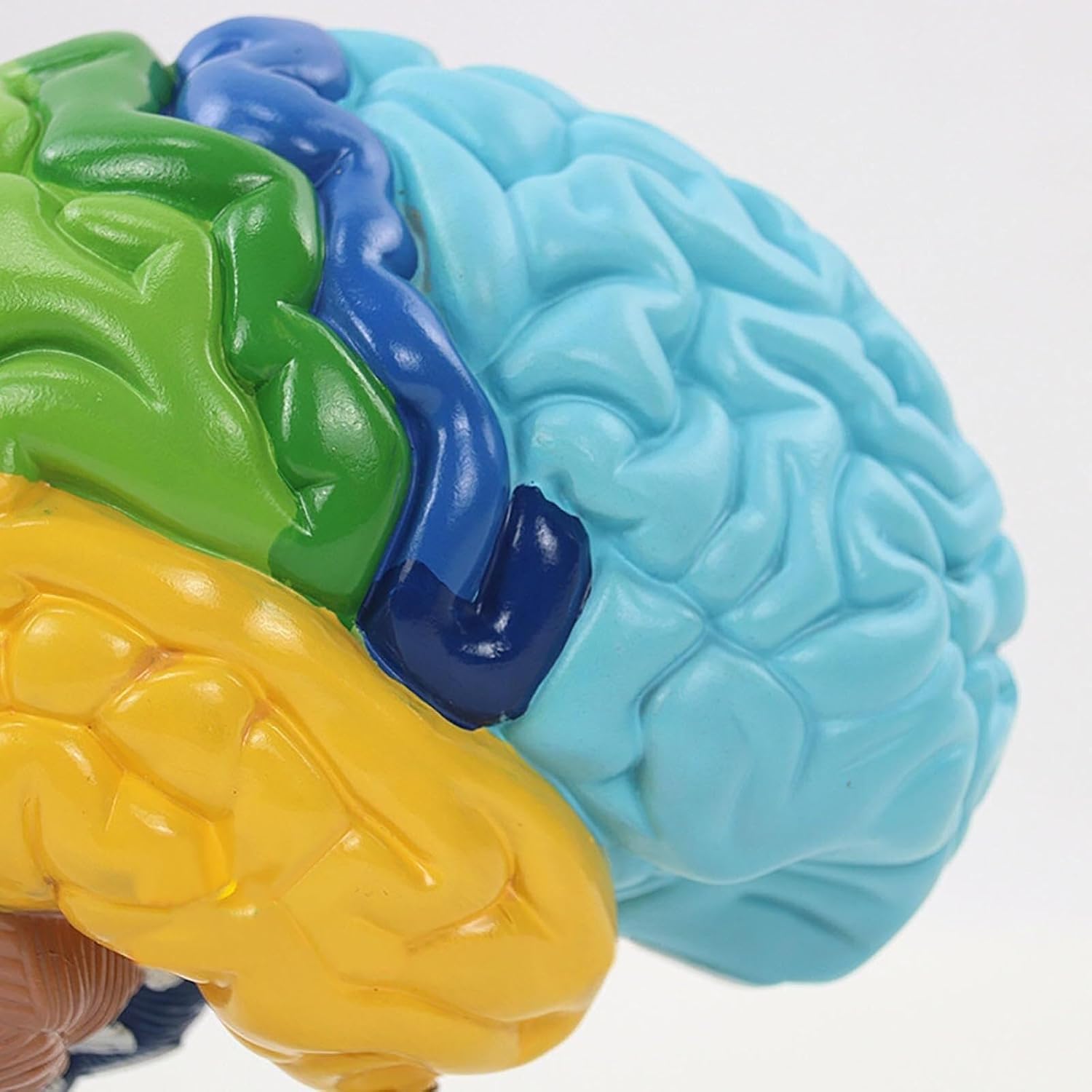 Model mózgu neurokortycznego 1:1 z prawej półkuli do edukacyjnego użytku medycznego