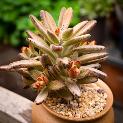 Kalanchoe Plant Live, madre de miles, planta viva en maceta de 2 pulgadas, planta de interior suculenta rara (chocolate Kalanchoe)