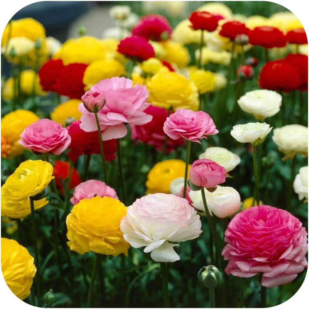 50 Ranunculus (Persian Buttercup) Mixed Spring Flowering Bulbs/Corms by Growtanical ®