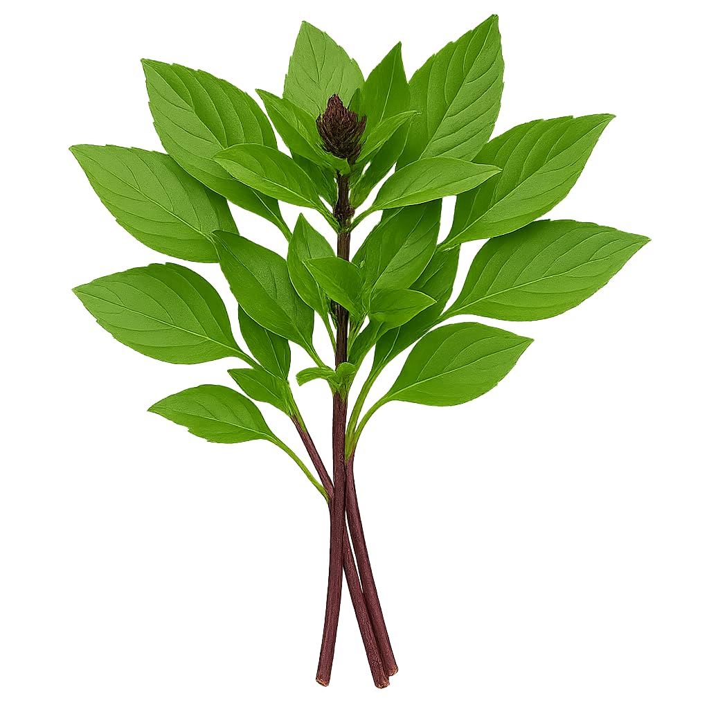 Fresh Thai Basil – Aromatic, Authentic, and Harvested to Order (3 Lbs)