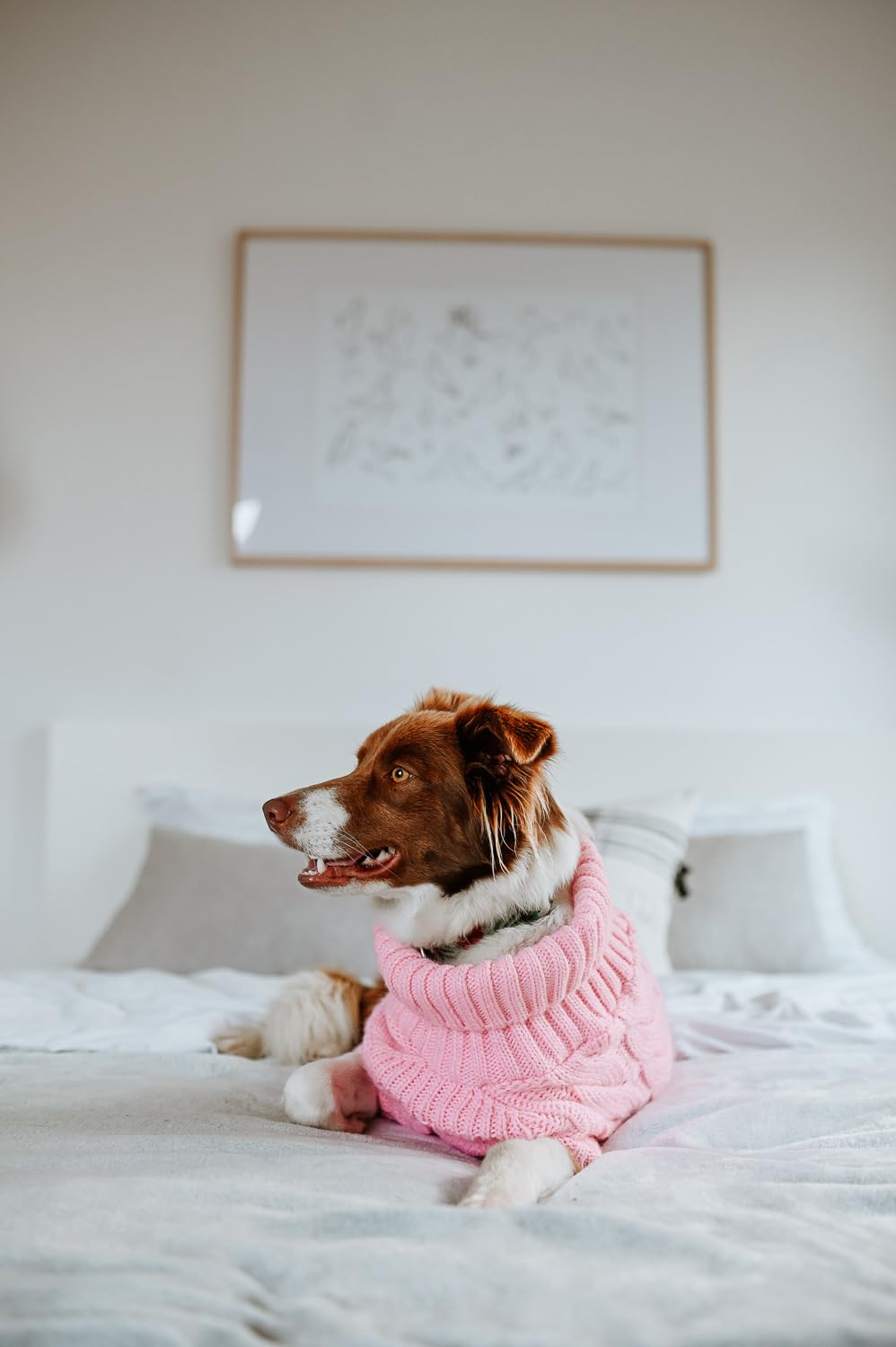 Pull pour chien tresse rose pour les promenades citadines et fraîches en taille XXL