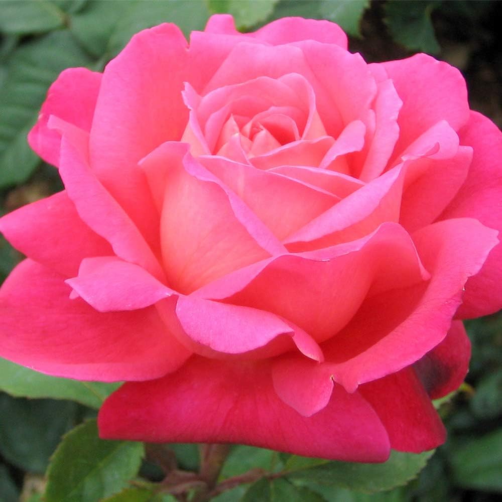Heirloom Roses Rose Plant - Star of The Nile™ Pink Rose Bush, Shrub Live Plant for Planting Outdoors