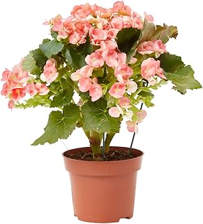 Verdecora Begonia Elatior Rosa | Planta de los mil colores | Planta natural de interior en maceta de Ø13cm |Flores Elegantes y Duraderas | Ideal para Decorar Hogares y Oficinas
