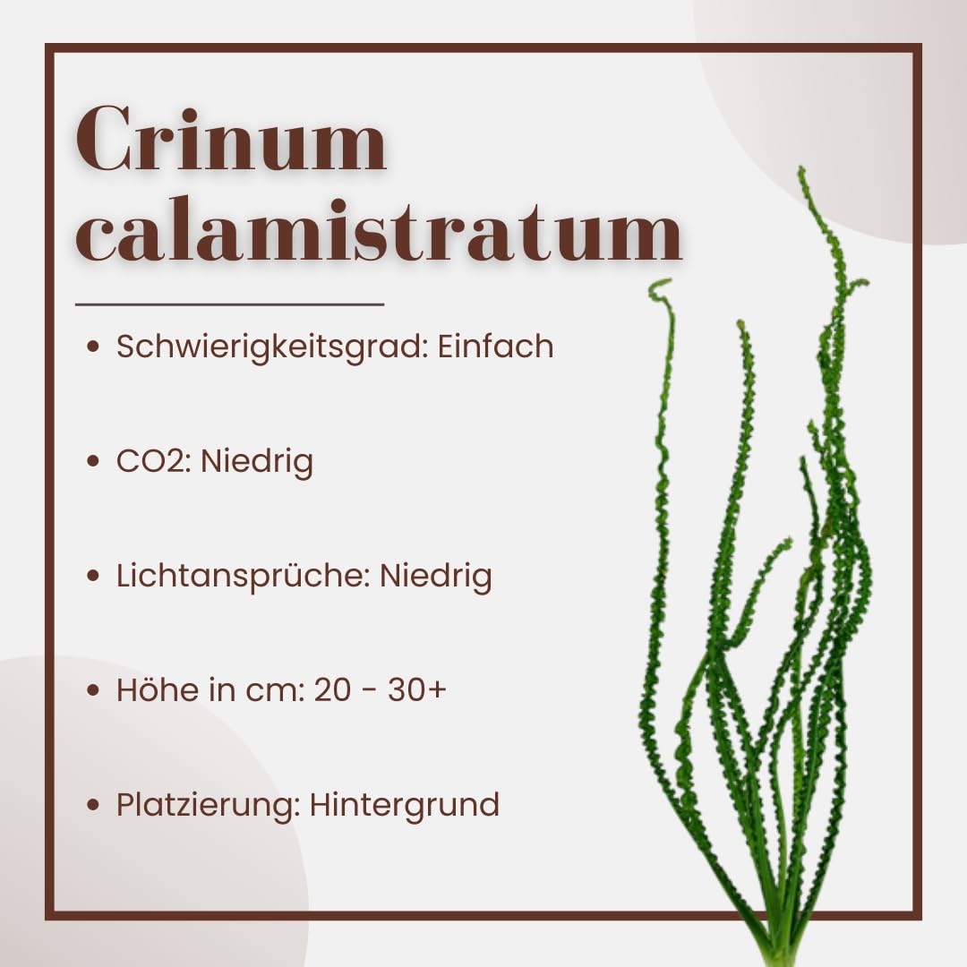 AquaOne Planta de acuario, 3 unidades, Crinum calamistratum, planta acuática, tubérculo/cebolla completamente enraizada, fácil de limpiar, decoración acuática
