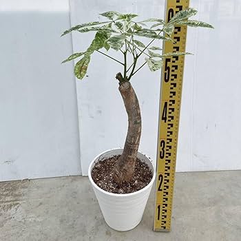 パキラ ミルキーウェイ 6号 色白さん 観葉植物 大型 658 パキラ ミルキーウェイ 【観葉植物 6号／1個売り】｜ 【植物の
