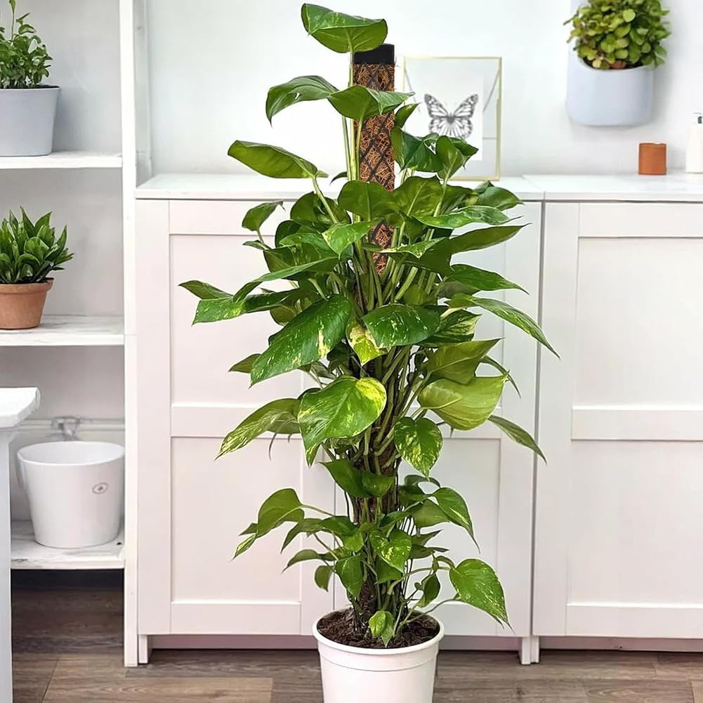 Tuteur en Mousse pour Monstera, Plantes D'Intérieur, 113 Cm, Support pour Monstera et Lierre, pour la Plantation au Jardin