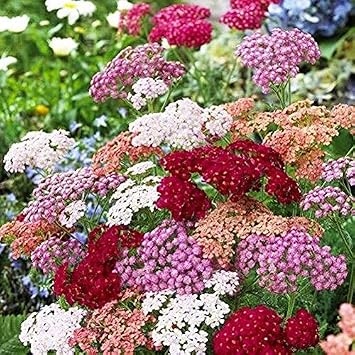 Seeds Yarrow Milfoil Mix Perennial Flowers Non GMO
