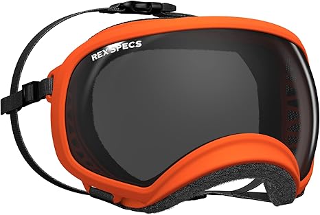 labrador blowing coat