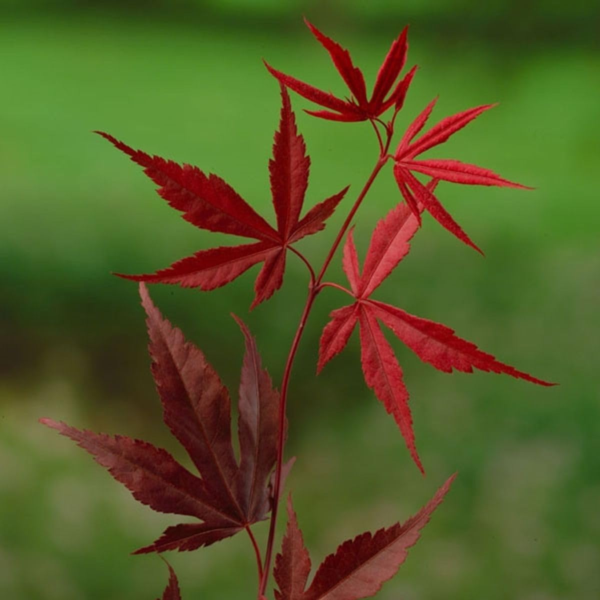 Acero rosso giapponese "Acero palmatum Bloodgood" pianta innestata in vaso 2 litri Vivaio di Castelletto