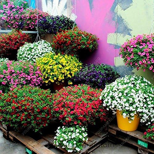 Seeds 50 Seeds of Petunia Rare Blue Seeds of Petunia Europe Unici Blue Blue Flowers Seducts Seeds in Bonsai Black Garden Baby Vase: Only Seeds