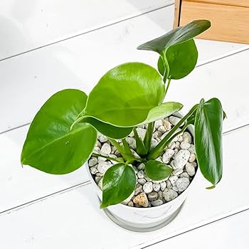 Amazon.co.jp: PLANCHU 観葉植物 モンステラ 4号鉢 受け皿付き 育て方