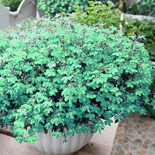 3000+ Mix Creeping Thyme Seeds For Planting, Thymus Serpyllum Heirloom, Ground Cover Plants Easy To Plant And Grow, Blue, Purple, White, Red, Green, Yellow Flowers #TOP2