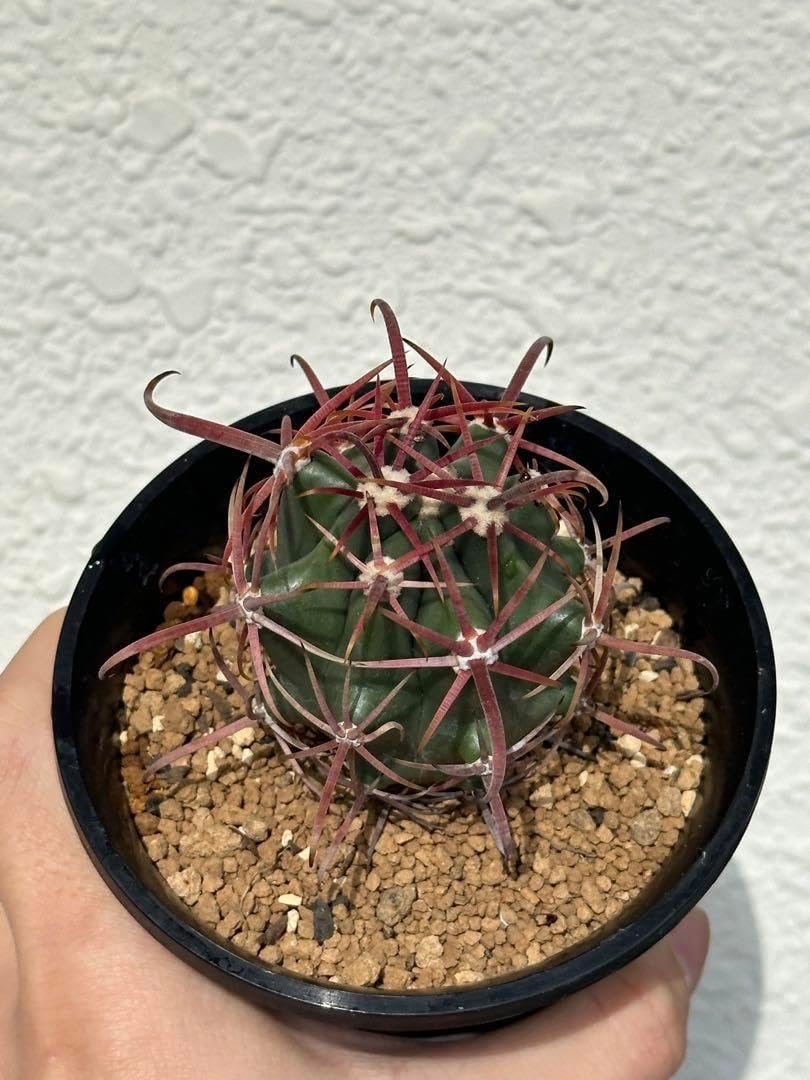 サボテン フェロカクタス 神仙玉 r400