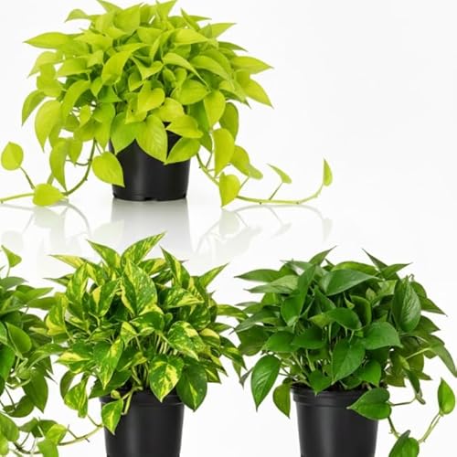 Assorted Pothos Hanging Collection