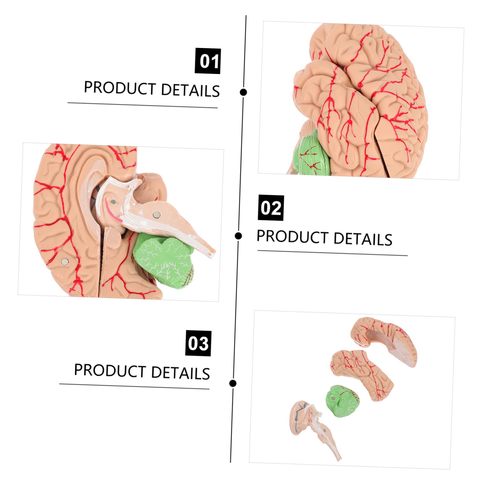 MAGICLULU Modelo Cerebral Anatómico Para Enseñanza Soporte Para Modelo De Cerebro Humano Diseño Para Uso Médico y Exhibición Aulas